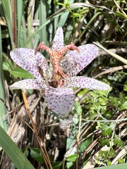 Tricyrtis formosana