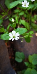 Stellaria chilensis