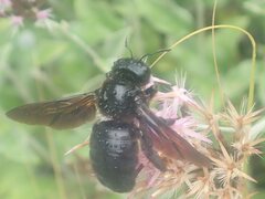 Xylocopa
