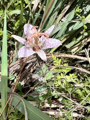 Tricyrtis formosana