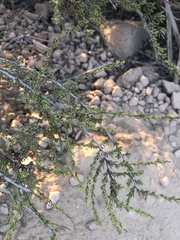 Adenostoma fasciculatum