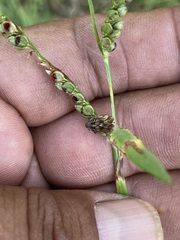 Sphyrocoris obliquus