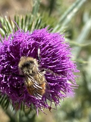Bombus centralis