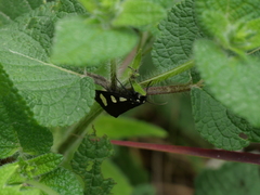 Alypiodes bimaculata