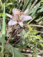 Tricyrtis formosana