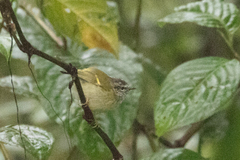Phylloscopus maculipennis