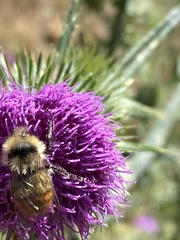 Bombus centralis