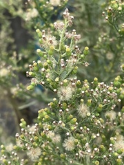 Erigeron sumatrensis