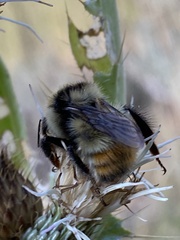 Bombus centralis