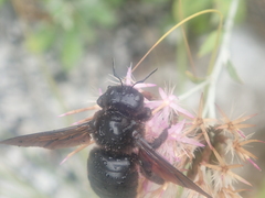 Xylocopa