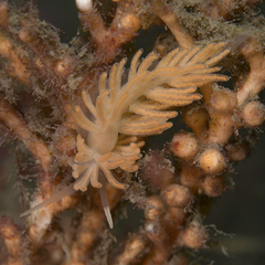 Phyllodesmium