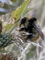 Bombus centralis