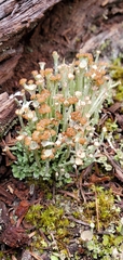 Cladonia