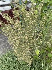 Erigeron sumatrensis