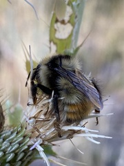 Bombus centralis