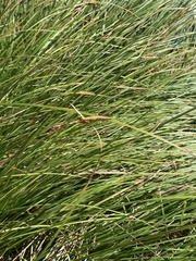 Carex nudata