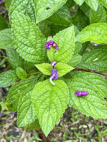 Stachytarpheta frantzii, photograph 5