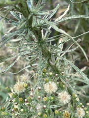Erigeron sumatrensis