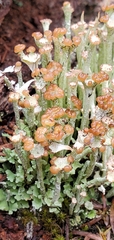 Cladonia