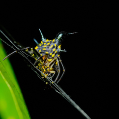 Actinacantha globulata