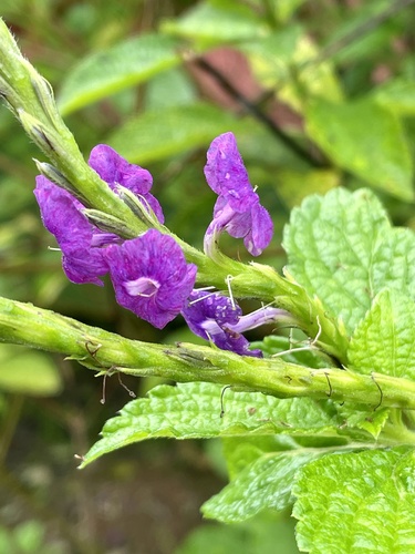Stachytarpheta frantzii, photograph 4