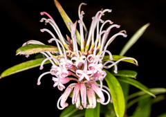 Grevillea sericea