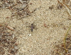 Aculeata