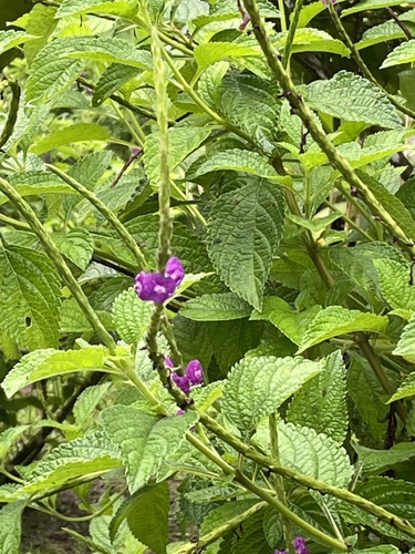 Stachytarpheta frantzii, photograph 6