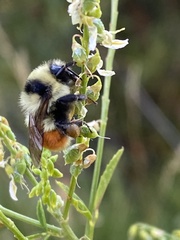 Bombus huntii