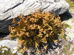 Aciphylla simplex