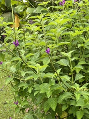 Stachytarpheta frantzii