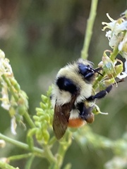 Bombus huntii