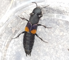 Platydracus fossator