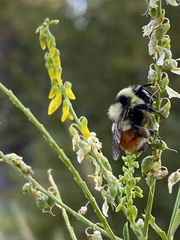 Bombus huntii