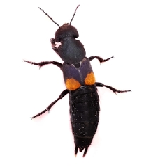 Platydracus fossator