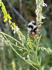 Bombus huntii