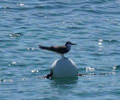 Onychoprion anaethetus