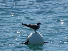 Onychoprion anaethetus