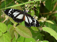 Danaus affinis affinis