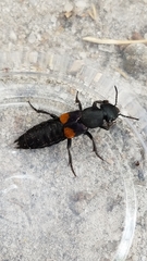 Platydracus fossator