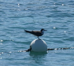 Onychoprion anaethetus