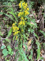 Solidago virgaurea