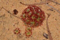 Drosera rechingeri