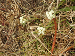 Perideridia gairdneri