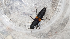 Platydracus fossator
