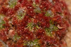 Drosera rechingeri
