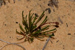 Stylidium kalbarriense