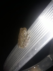 Hyla chrysoscelis
