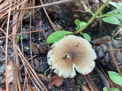 Russula amoenolens