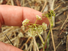 Perideridia gairdneri